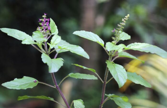 tulsi holy plant