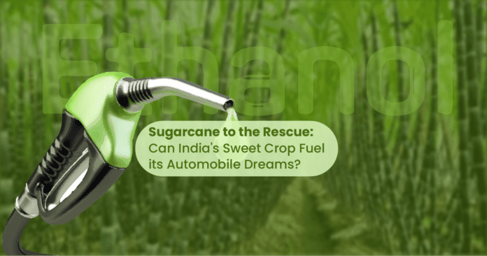 sugarcane