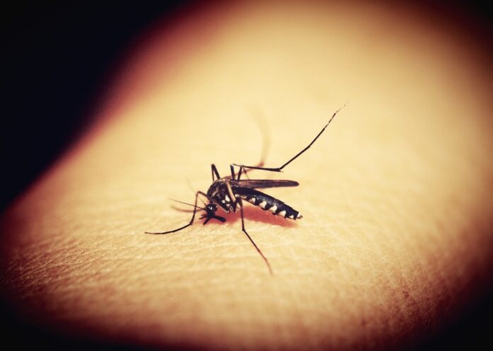 dengue symptoms and treatment